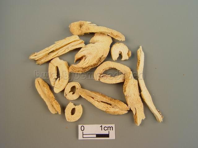 白鲜/北鲜皮/Cortex Dictamni/Dictamnus dasycarpus Turcz./白鲜皮丝